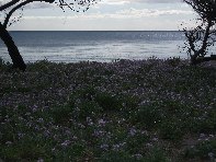 Alcantara_foce - 20100207 097.jpg